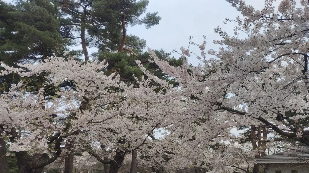 枝いっぱいの桜